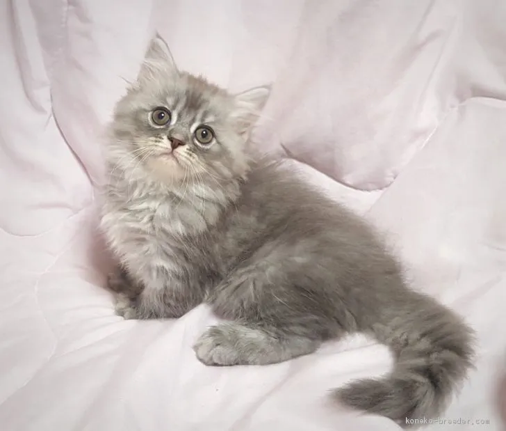 ID:2009-00992の子猫