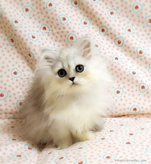 ID：2104-02103の子猫