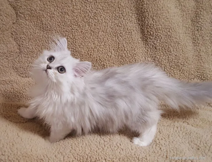 ID:2009-01202の子猫