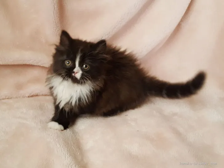 ID：2004-02130の子猫