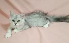 ミヌエット【愛知県・女の子・2021年4月20日・シルバータビー&ホワイト】の写真1