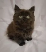 ミヌエット【愛知県・男の子・2020年7月8日・ブラック】の写真2