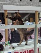 メインクーン【・男の子・2023年10月5日・ブラウンティックドタビー】「TICAキャットショーにて」
