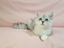 ミヌエット【愛知県・女の子・2021年4月20日・シルバータビー&ホワイト】の写真5