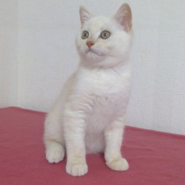 マンチカン(長足)【熊本県・男の子・2024年1月4日・ホワイト&クリーム（短毛）】の写真「人懐っこい性格の男の子」
