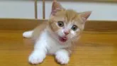 マンチカン(短足)【熊本県・男の子・2023年7月21日・クリームタビー】の写真4「チャームポイント　目が可愛いです。」