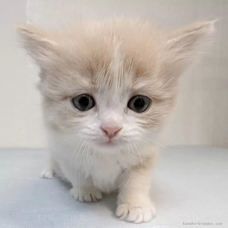 マンチカン(長足)【熊本県・女の子・2025年11月3日・クリーム&amp;ホワイト】の写真1