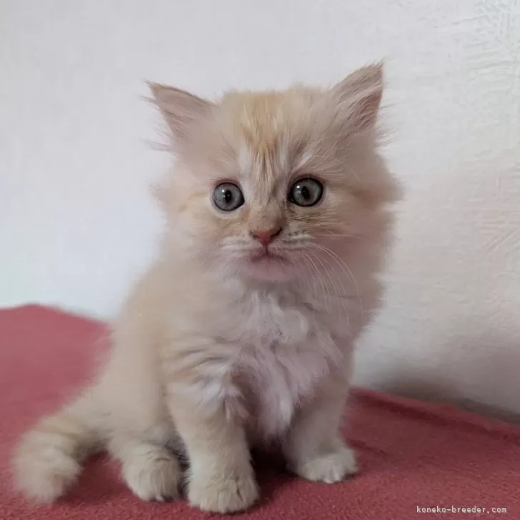 カワマル 様のお迎えした子猫