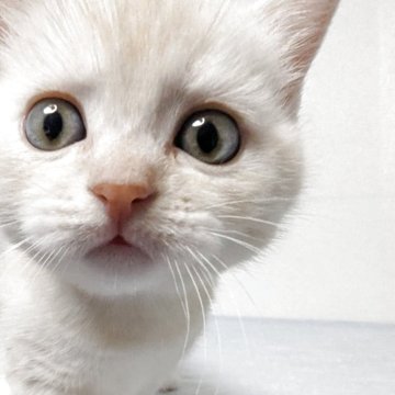 マンチカン(長足)【熊本県・女の子・2025年11月3日・クリーム&ホワイト】の写真「おっとりで人懐こいベッタリ甘えるタイプです。」