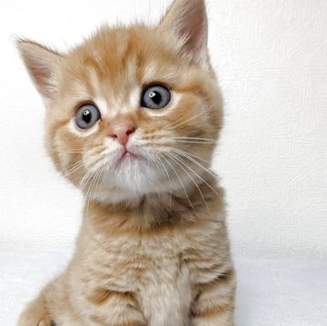 マンチカン(長足)【熊本県・男の子・2025年11月3日・レッドタビー】の写真「好奇心旺盛で人懐こい、兄弟の中で何でも最初にトライ」