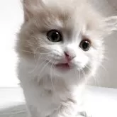 マンチカン(長足)