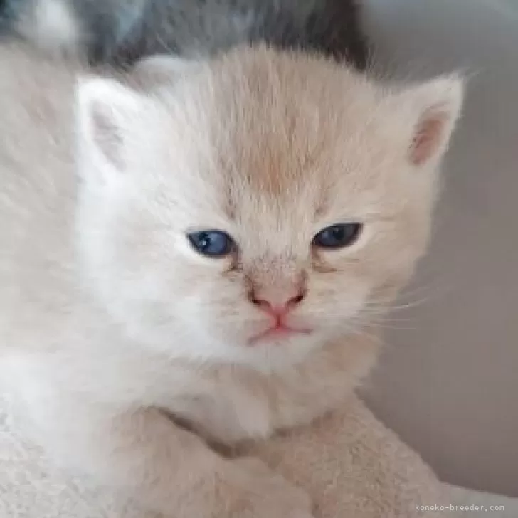 ブリティッシュショートヘア【愛知県・男の子・2025年10月18日・クリーム&amp;ホワイト】の写真1