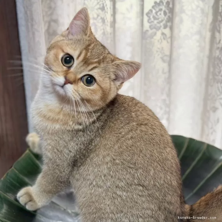 ID：2501-02165の子猫