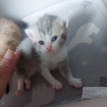 ブリティッシュショートヘア【愛知県・男の子・2025年10月18日・ブルーゴールデン】の写真「11月中にご契約された場合お値引有り‼️」