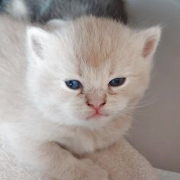 ブリティッシュショートヘア【愛知県・男の子・2025年10月18日・クリーム&ホワイト】の写真「11月中にご契約された場合お値引有り‼️」