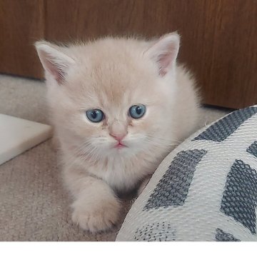 ブリティッシュショートヘア【愛知県・男の子・2025年10月18日・クリーム&ホワイト】の写真「お顔まん丸のコロコロ体型です。」