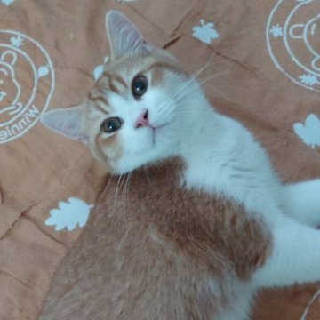 ブリティッシュショートヘア【愛知県・男の子・2025年3月17日・レッド&ホワイト（短毛　）】の写真「おしゃべり大好き❤️」