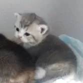 ブリティッシュショートヘア