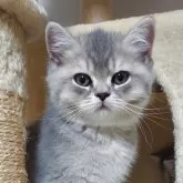 ブリティッシュショートヘア