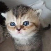 ブリティッシュショートヘア