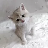 ブリティッシュショートヘア