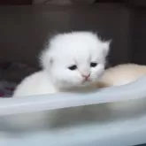 ブリティッシュショートヘア