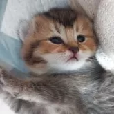 ブリティッシュショートヘア