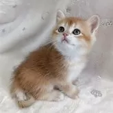 ブリティッシュショートヘア