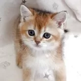 ブリティッシュショートヘア
