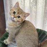 ブリティッシュショートヘア