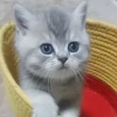ブリティッシュショートヘア