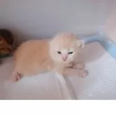 ブリティッシュショートヘア【愛知県・男の子・2025年10月18日・クリーム&ホワイト】の写真5