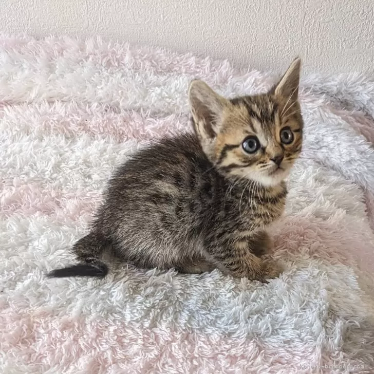 ID:2404-01448の子猫