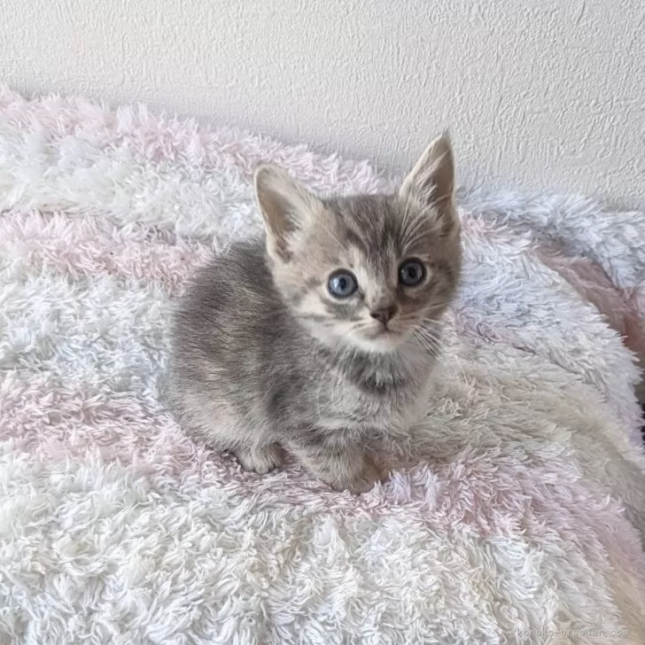 ID:2404-01445の子猫