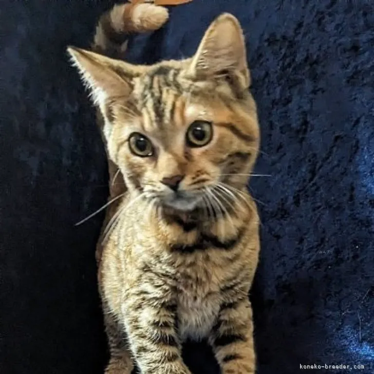 ID：2312-00191の子猫