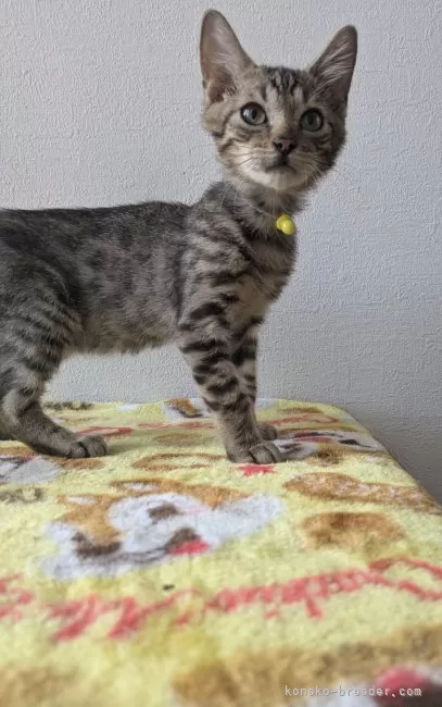 ID:2409-03009の子猫