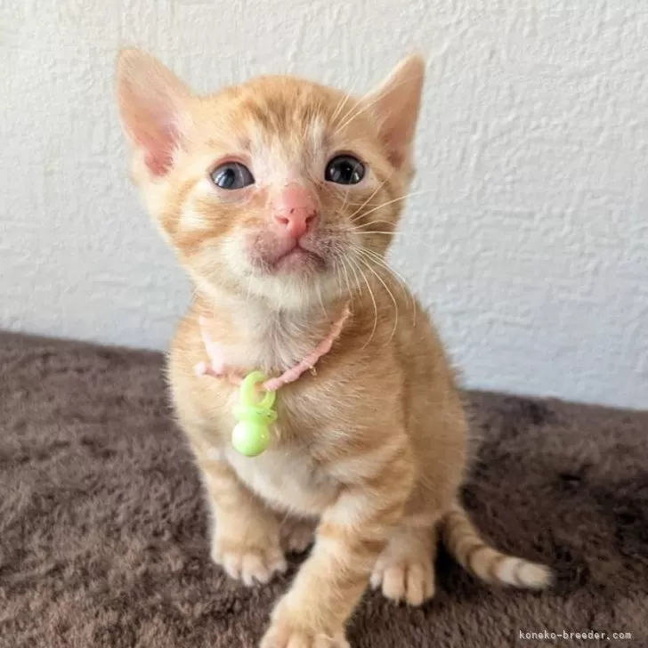 ID：2410-02151の子猫