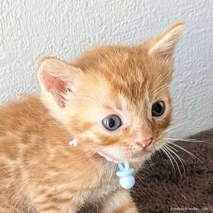 ID:2410-02147の子猫