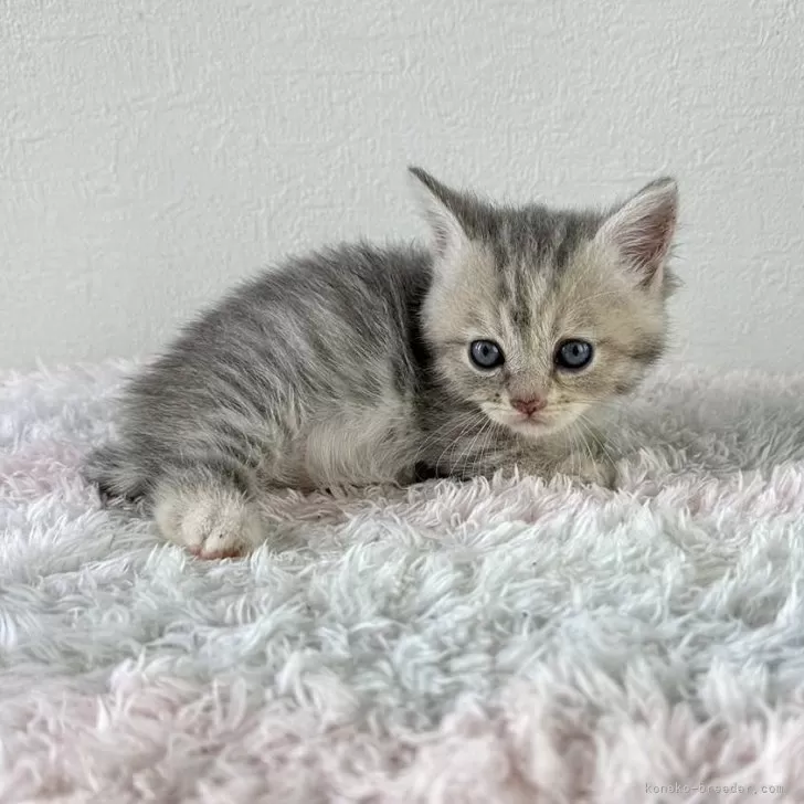 ID:2407-00356の子猫