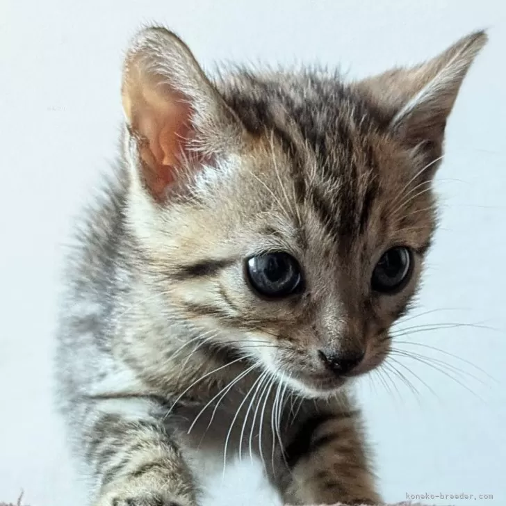 ID：2411-01202の子猫