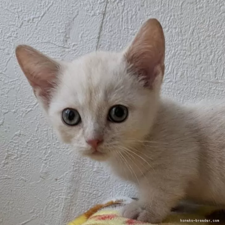 ID：2409-03234の子猫