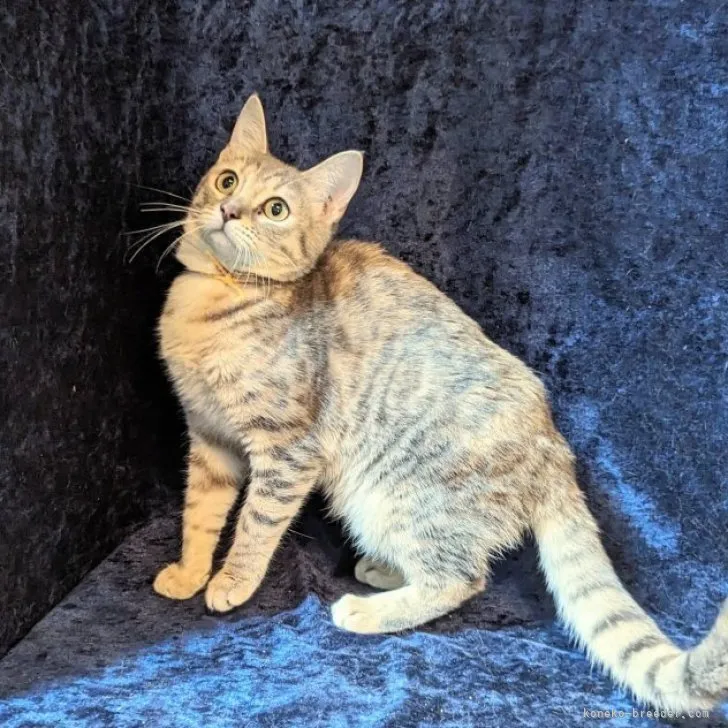 ID：2311-02438の子猫