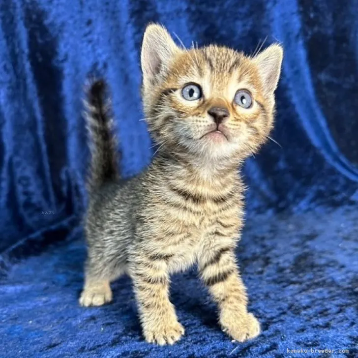 ID:2312-00563の子猫