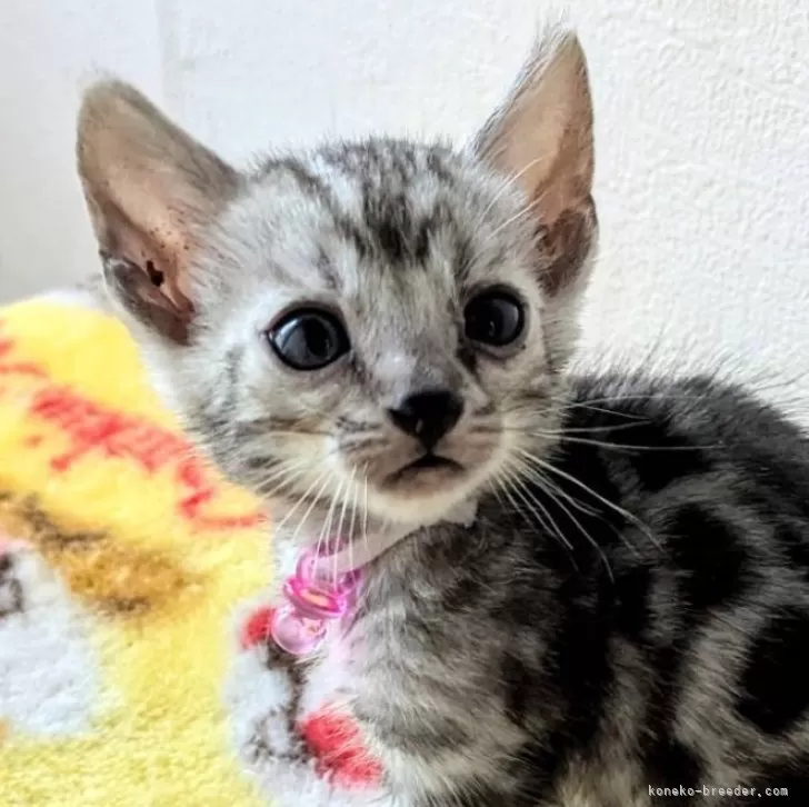 ID：2409-03026の子猫