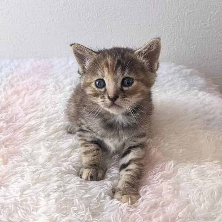 ID:2404-03618の子猫