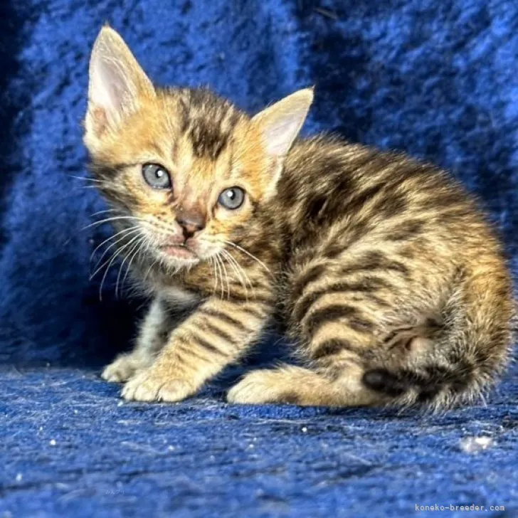 ID：2312-00783の子猫