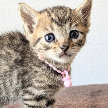 ジェネッタ【静岡県・女の子・2024年9月17日・ブラウンスポテッドタビー】の写真「とっても可愛い女の子。」
