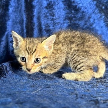 マンチカン(長足)【静岡県・男の子・2023年10月26日・ブラウンタビー】の写真「元気いっぱい男の子」