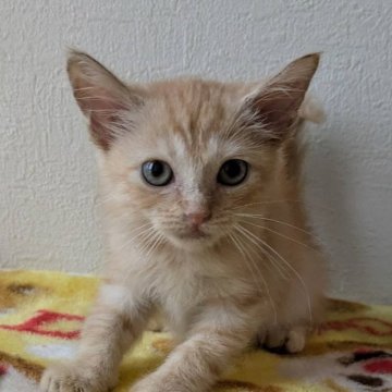 マンチカン(長足)【静岡県・女の子・2024年8月9日・レッドダビー】の写真「元気いっぱい兄妹猫ちゃん達と遊んでいます。」