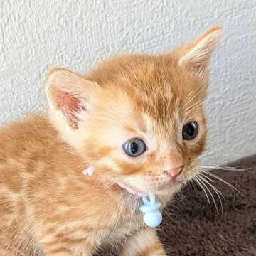 ジェネッタ【静岡県・男の子・2024年9月17日・レッドスポテッドタビー】の写真「カッコいい男の子」